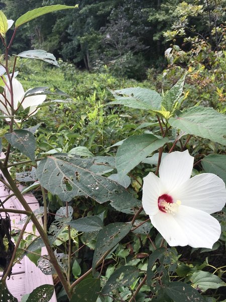 Wildflowers