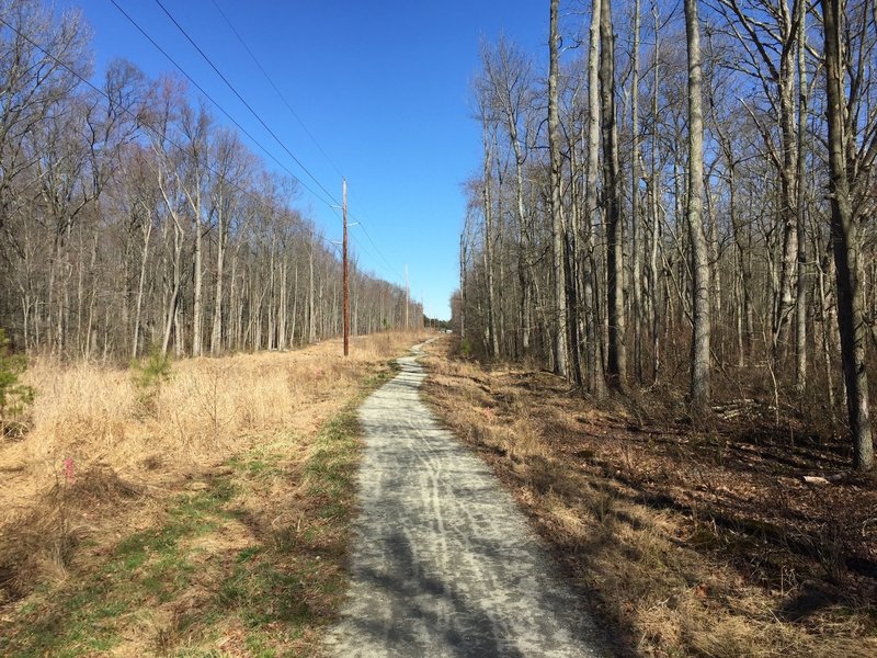 A section of the Little Jersey trail near the road.