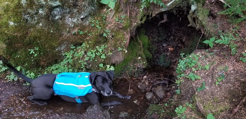 Water is flowing down from this tree's partially hollowed out roots. My pup enjoyed it.