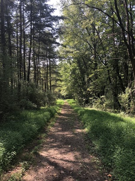 Dirt section of the trail