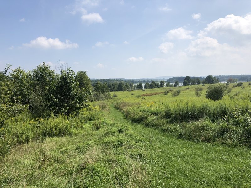 Wildflower field overlooking the lake