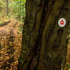 A forest trail marker on the Transcaucasian Trail in Dilijan National Park.