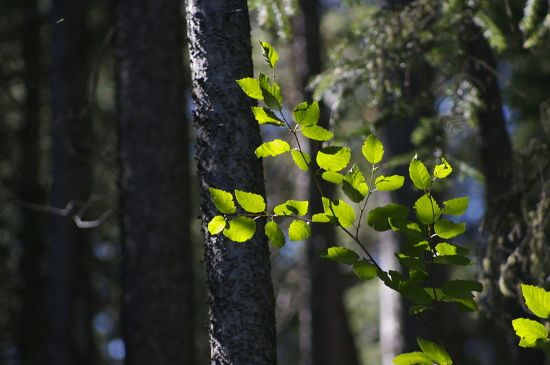 Spring Leaves