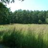 View of the meadow.