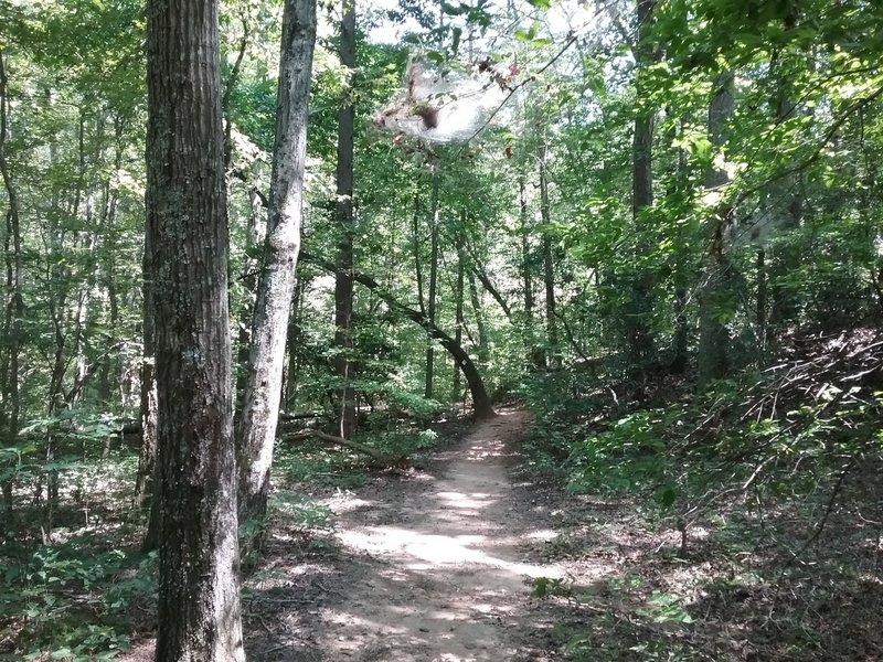 Trail through the woods.