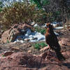 Curious eagle that went around the different hikers trying to see if it could steal any food.