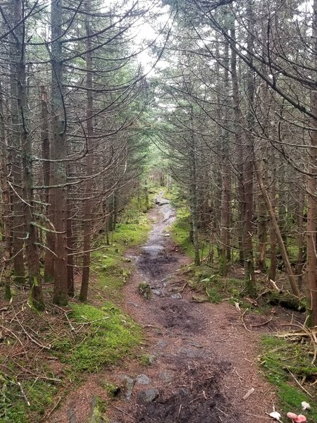 The trail between Lincoln Peak and Mt. Abraham