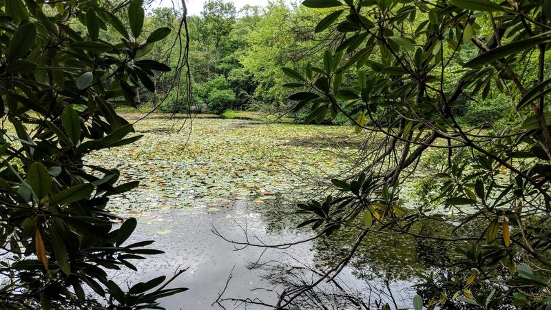 Lake Lenape through a break in the Rhododendron's on Table Rocks Trail