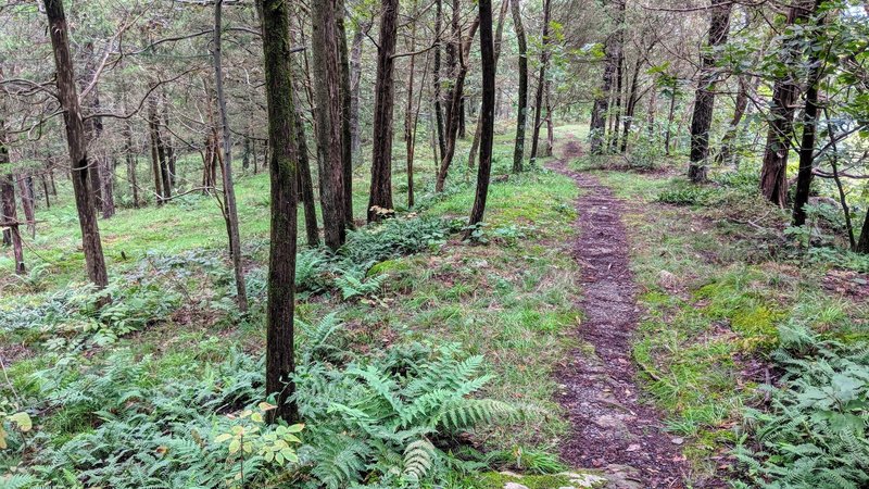 While it is not blazed, Table Rocks trail is easy enough to follow, especially in the green summer months.