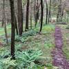 While it is not blazed, Table Rocks trail is easy enough to follow, especially in the green summer months.