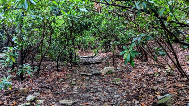 One of the many sections of thick Rhododendron bushes on Appalachian Trail around Mt Minsi, PA