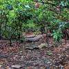 One of the many sections of thick Rhododendron bushes on Appalachian Trail around Mt Minsi, PA