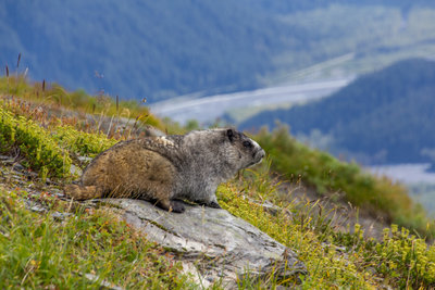 Marmot Meadows - on Harding Icefield Trail