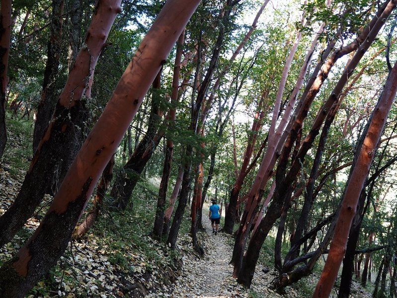 Along Liz's Trail through the madrone forest