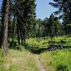 Open trail through the pines