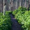 The trail as it passes through an area of new growth as the area recovers from old fire damage.