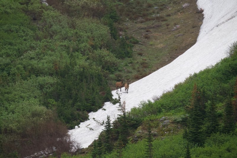 Two Elk make their way down to Bullhead Lake in the morning.