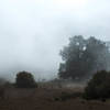 Lone tree covered in mist as the clouds shroud the plateau.