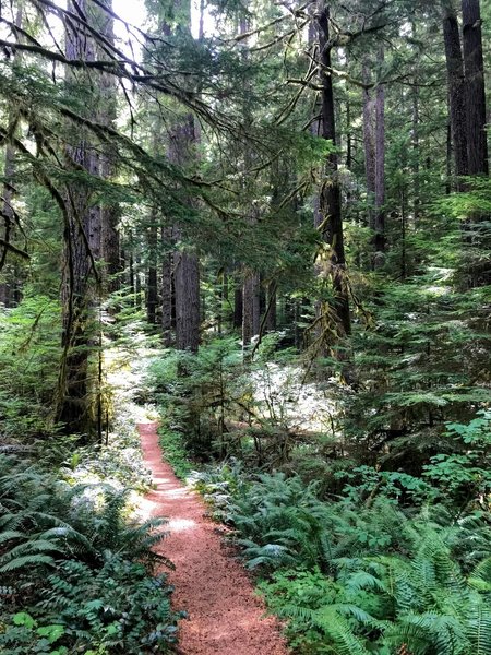 Ferns carpet the ground beneath the old-growth trees