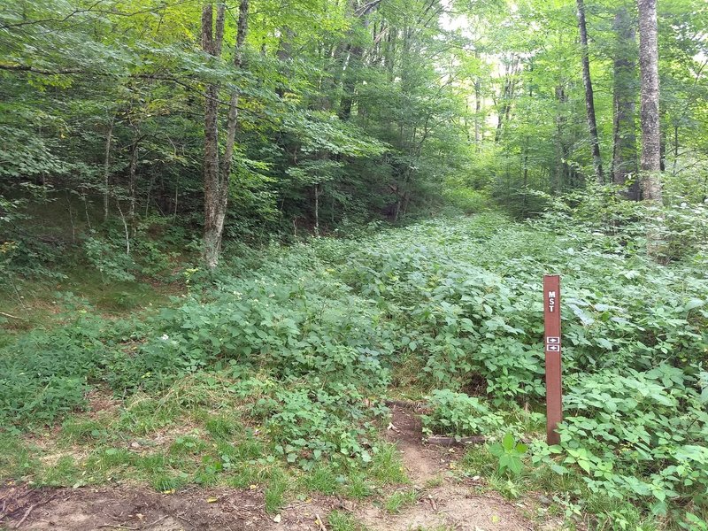 Follow this old Forest Serivice Road to Bear Pen Gap Falls (35.317585,-82.968782)