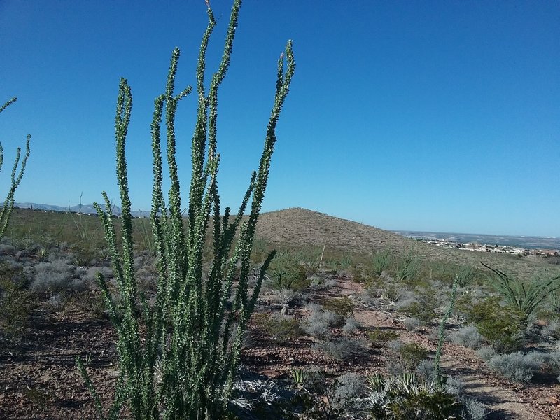 View of Del Sol Ridge