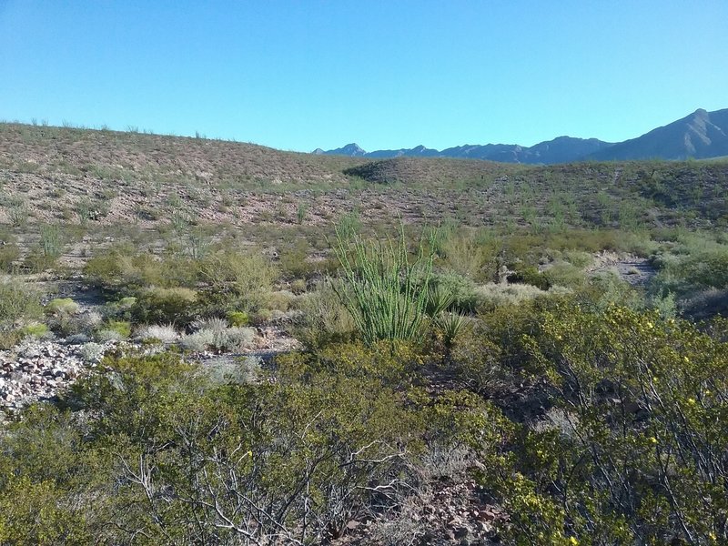 Looking east from the trail