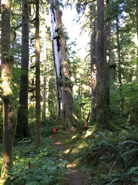 The CCC trail passes through some huge trees (5 year old for scale)