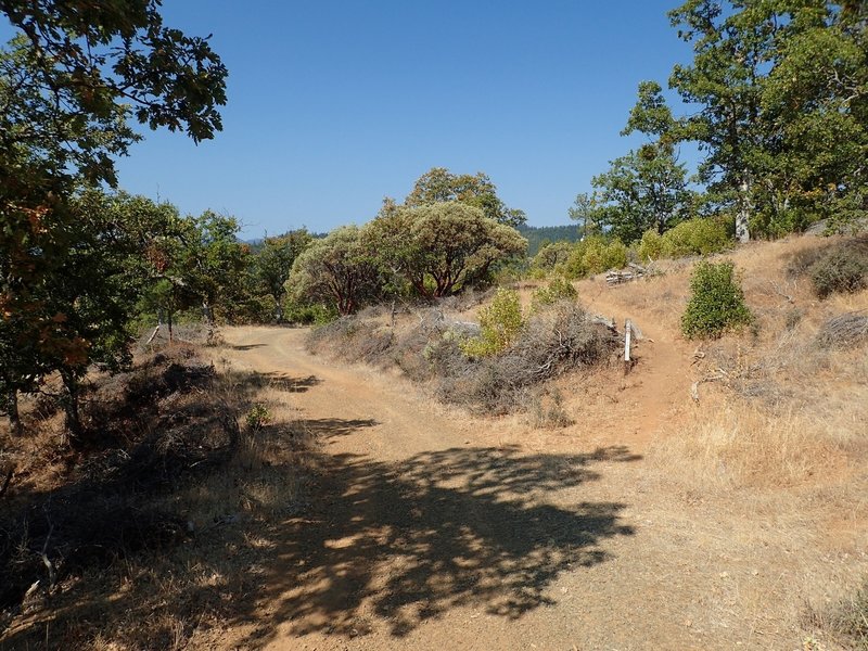 Where the Jack-Ash leaves the old road for a singletrack