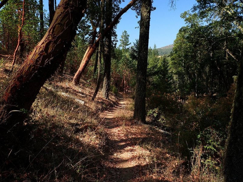 Through the forest near trail's end