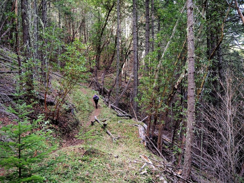 Along the Atsahu Trail