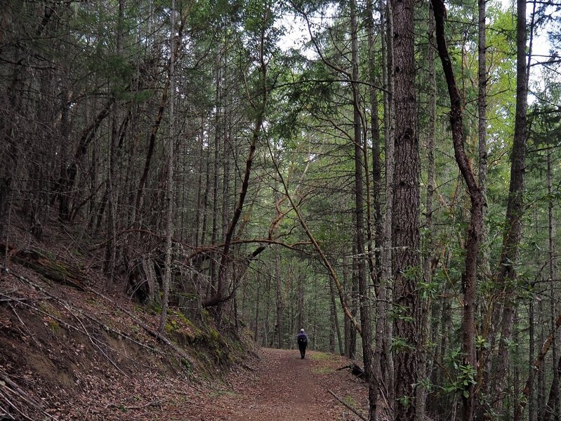 Along the Atsahu Trail when it becomes an old road