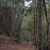 Along the Atsahu Trail when it becomes an old road