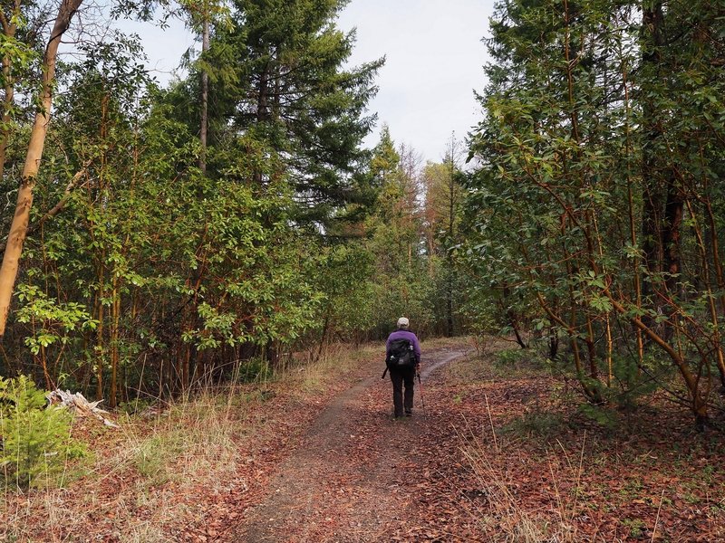 Going east on the Jackson Ridge Trail