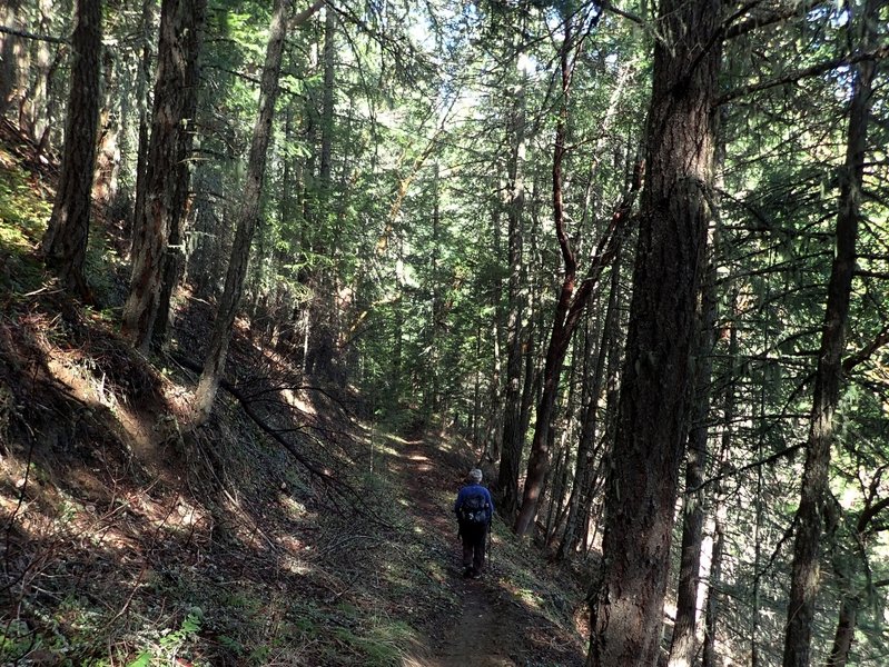 Descending the Jackson Ridge Trail toward Jackson Creek