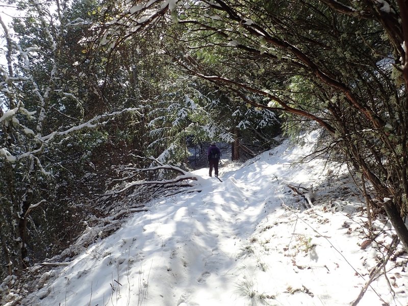 Along the Halls of Manzanita Trail in winter