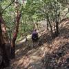 Along the Siskiyou Trail