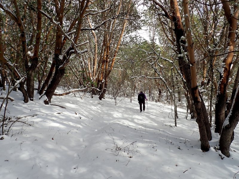 Crossing the ridge on the Pipsissewa in winter