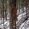 An old miner's shovel along the Owl Hoot Trail