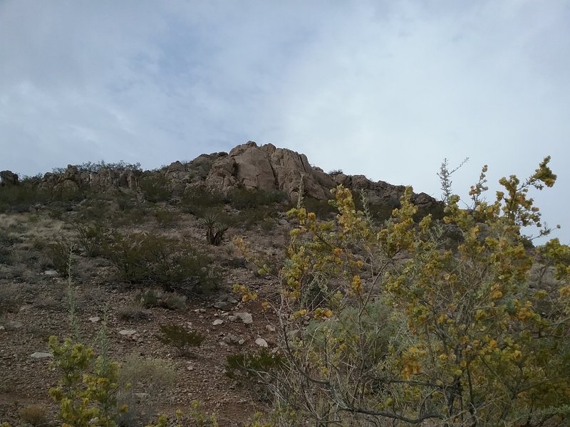 View of little Tin Hill and four winged salt bush