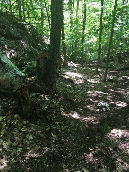 Heading up the Ridge Trail on Cook Mountain