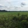 View of the farm field right before you head into the pines for the final leg of this trail.