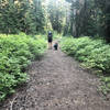 Grouse Point Trail with lots of huckleberry bushes