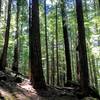 Light filters through the old-growth fir trees