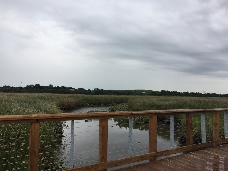 In the marsh near Wilmington.