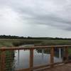 In the marsh near Wilmington.