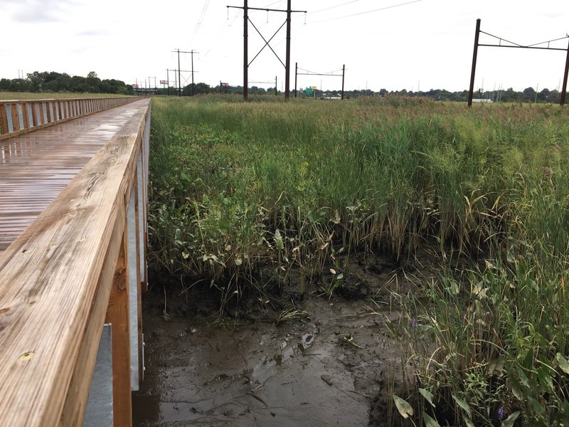 In the marsh near Wilmington.