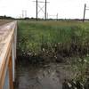 In the marsh near Wilmington.