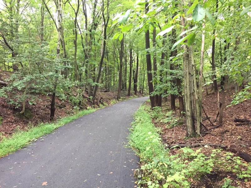 A wooded section of the Jack A. Markell Trail