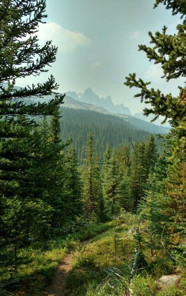 Waterfall Peaks is seen in the distance to the west, from Poboktan Pass Trail as the trail runs through the beautiful fir forest.