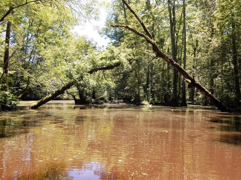 Merchants Millpond State Park.